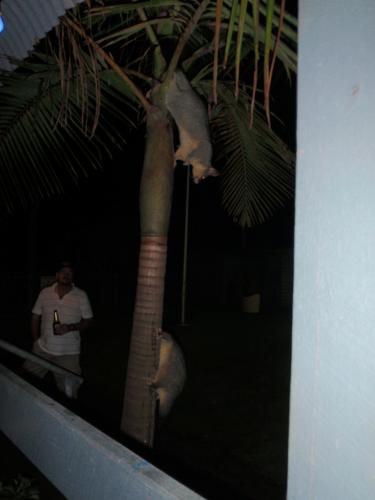 thumbs/Possum 3.JPG.jpg
